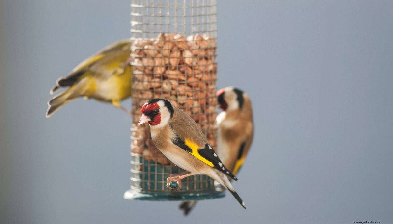 Backyard Bird Feeding: A Comprehensive Guide for Happy, Healthy Birds
