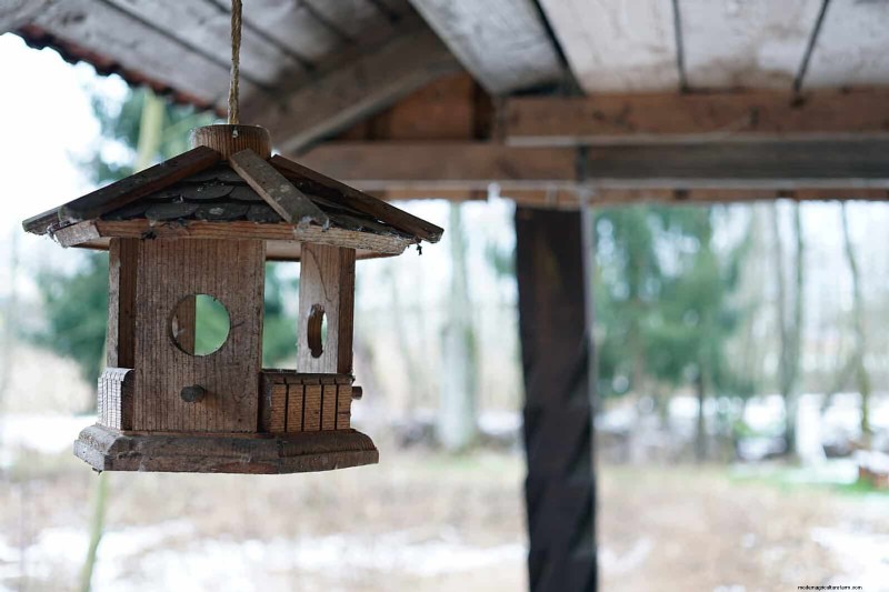 Backyard Bird Feeding: A Comprehensive Guide for Happy, Healthy Birds
