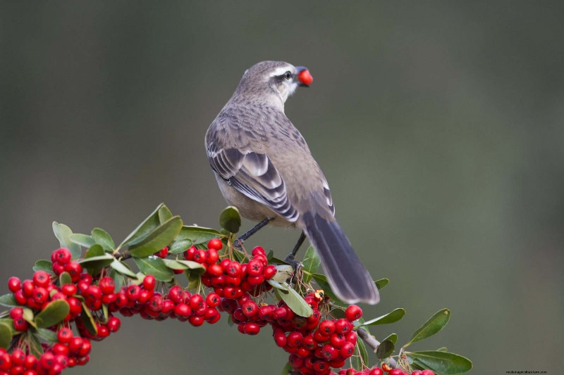 Backyard Bird Feeding: A Comprehensive Guide for Happy, Healthy Birds