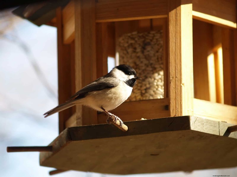 Backyard Bird Feeding: A Comprehensive Guide for Happy, Healthy Birds