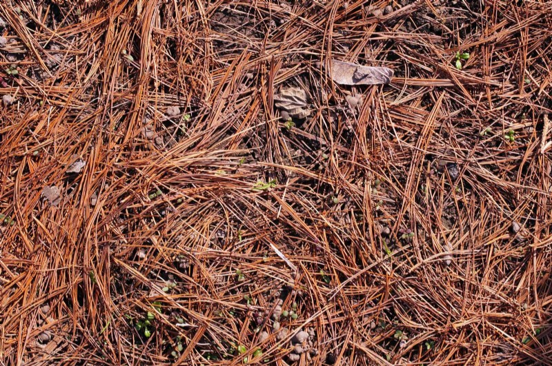 Fire-Safe Gardening: 18 Common Mistakes to Avoid