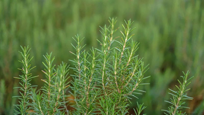 Fire-Safe Gardening: 18 Common Mistakes to Avoid