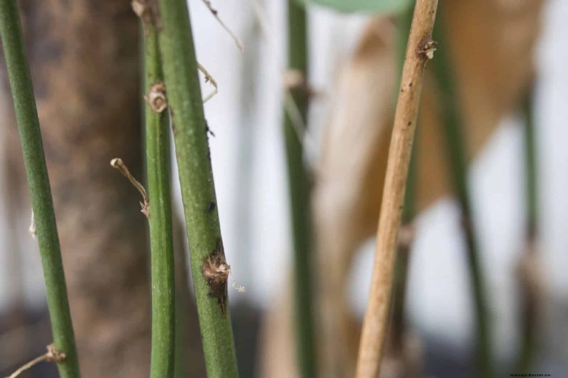 Fire-Safe Gardening: 18 Common Mistakes to Avoid