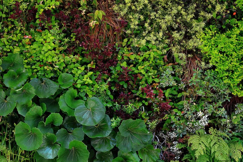 Fire-Safe Gardening: 18 Common Mistakes to Avoid