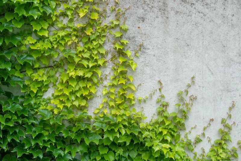 Fire-Safe Gardening: 18 Common Mistakes to Avoid