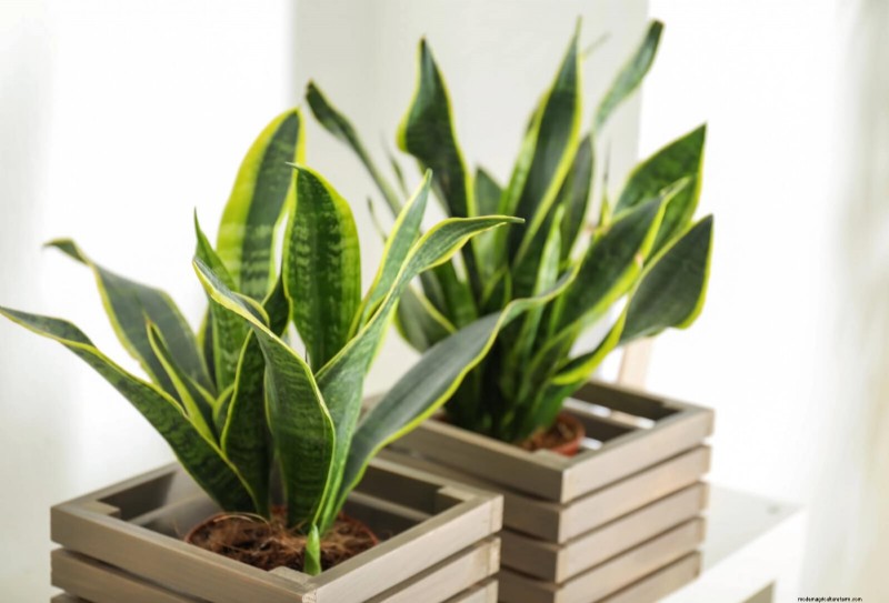 Low-Maintenance Indoor Plants: 23 Easy-Care Options for Busy Gardeners
