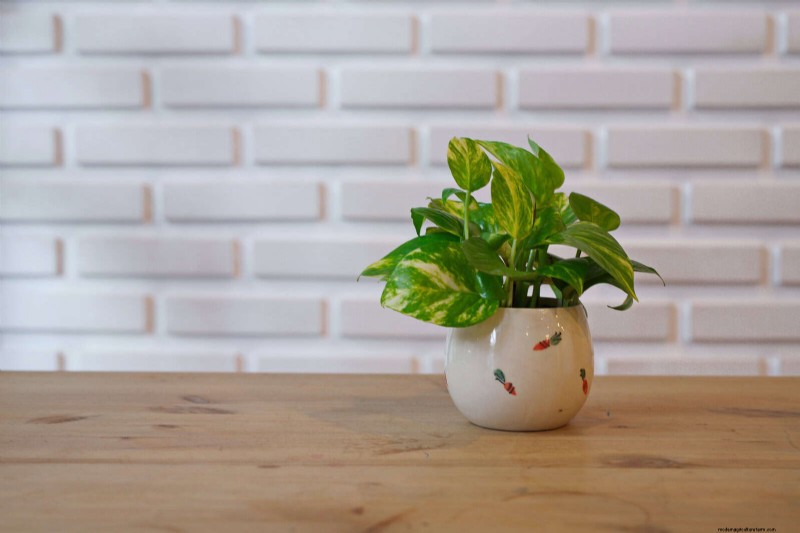 Low-Maintenance Indoor Plants: 23 Easy-Care Options for Busy Gardeners