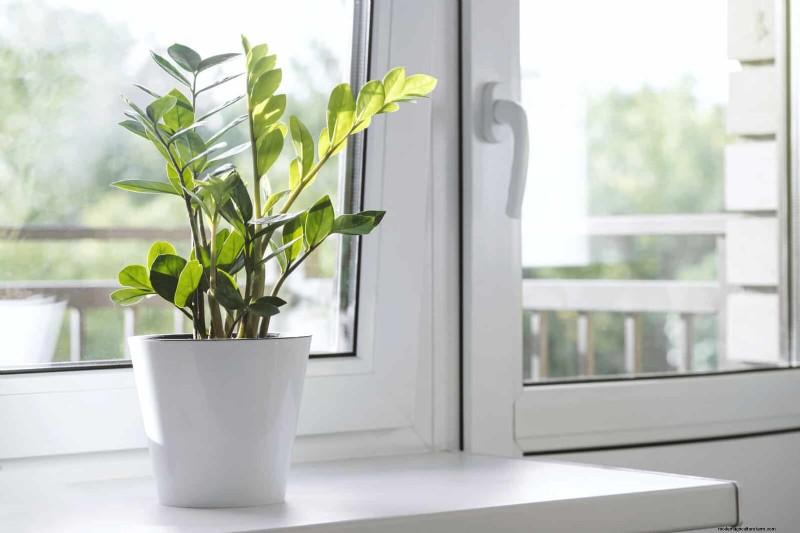 Low-Maintenance Indoor Plants: 23 Easy-Care Options for Busy Gardeners