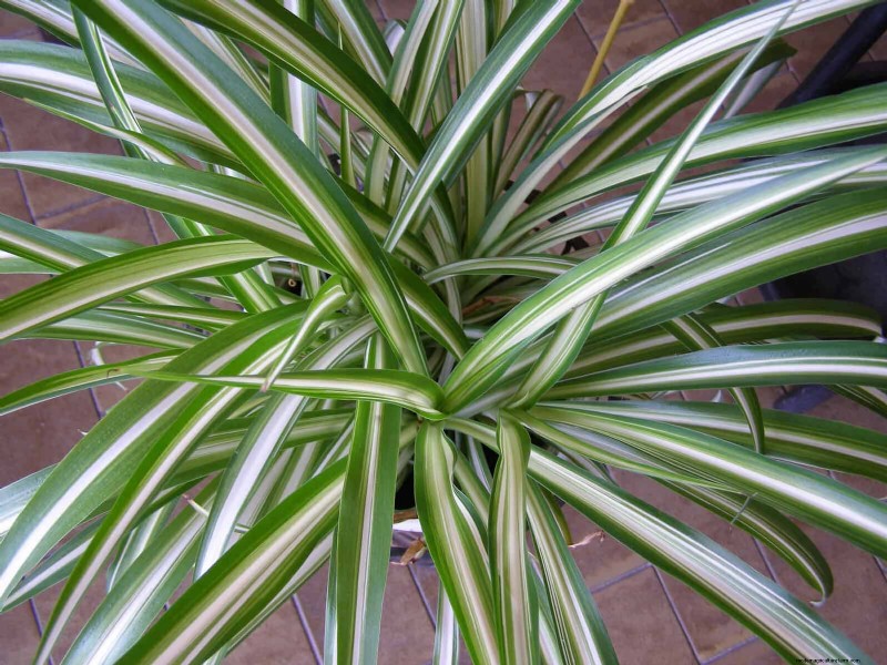 Low-Maintenance Indoor Plants: 23 Easy-Care Options for Busy Gardeners