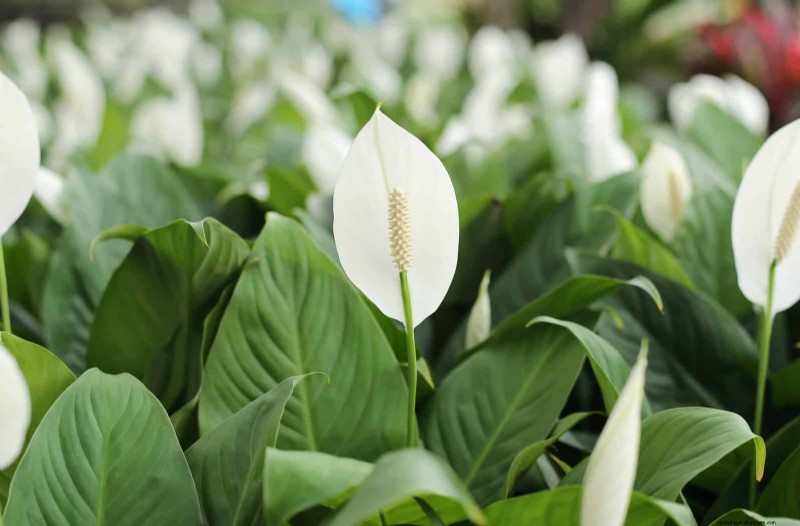 Low-Maintenance Indoor Plants: 23 Easy-Care Options for Busy Gardeners
