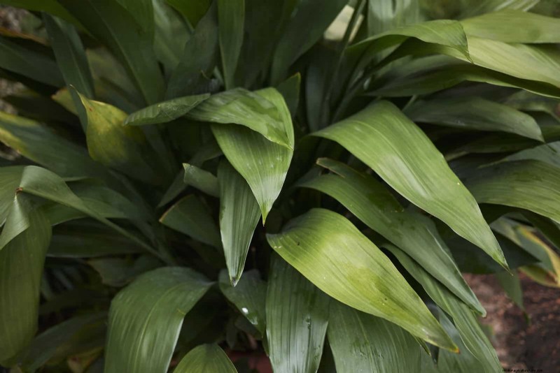 Low-Maintenance Indoor Plants: 23 Easy-Care Options for Busy Gardeners