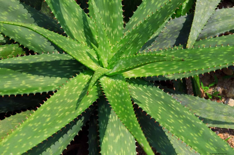 Low-Maintenance Indoor Plants: 23 Easy-Care Options for Busy Gardeners