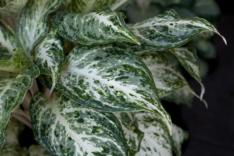 Low-Maintenance Indoor Plants: 23 Easy-Care Options for Busy Gardeners