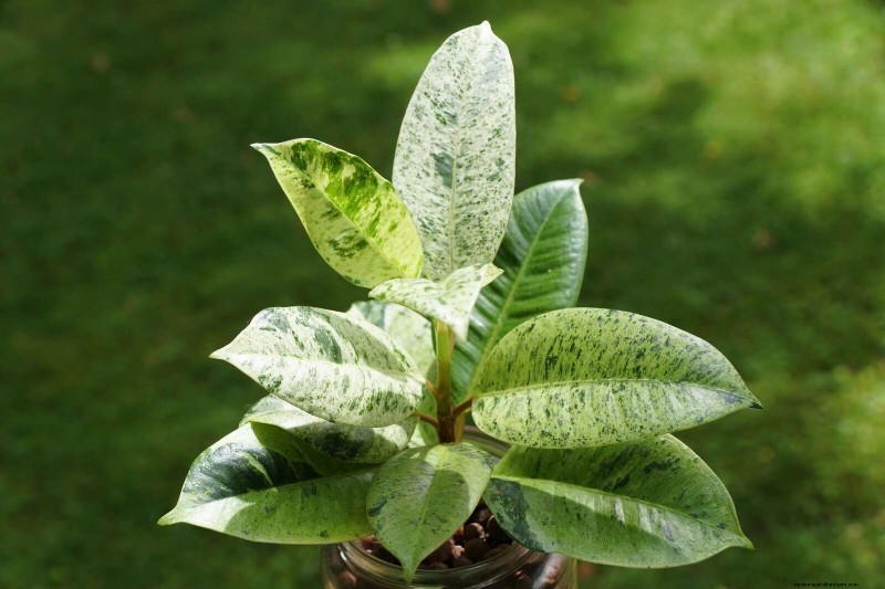 Low-Maintenance Indoor Plants: 23 Easy-Care Options for Busy Gardeners