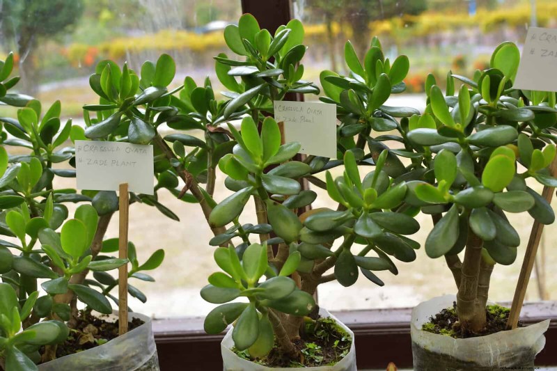Low-Maintenance Indoor Plants: 23 Easy-Care Options for Busy Gardeners