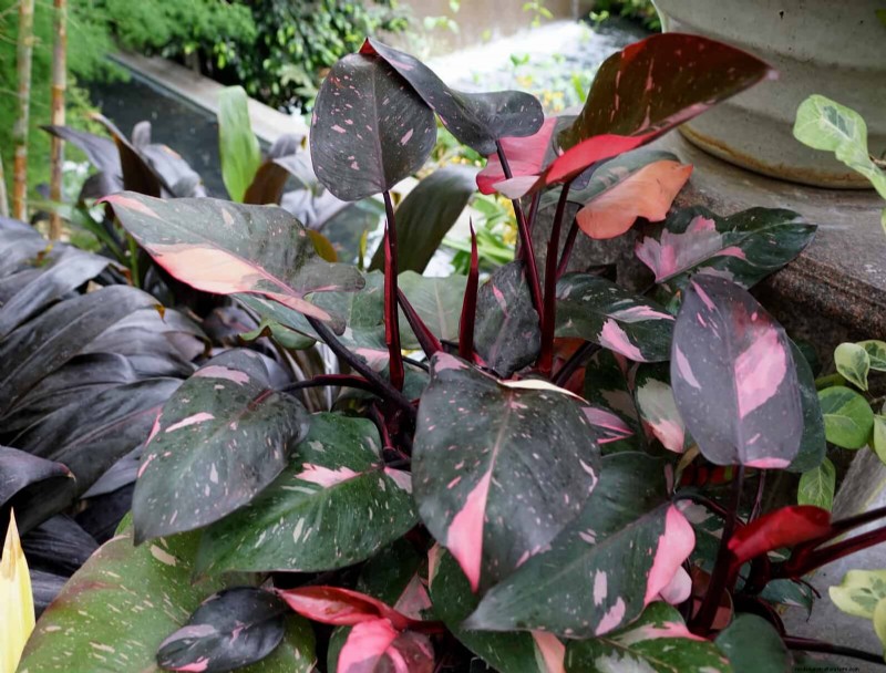 Low-Maintenance Indoor Plants: 23 Easy-Care Options for Busy Gardeners