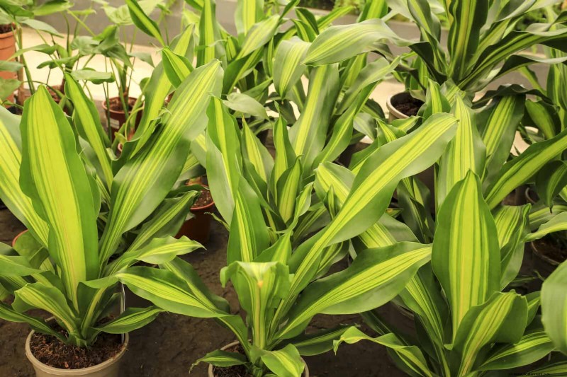 Low-Maintenance Indoor Plants: 23 Easy-Care Options for Busy Gardeners