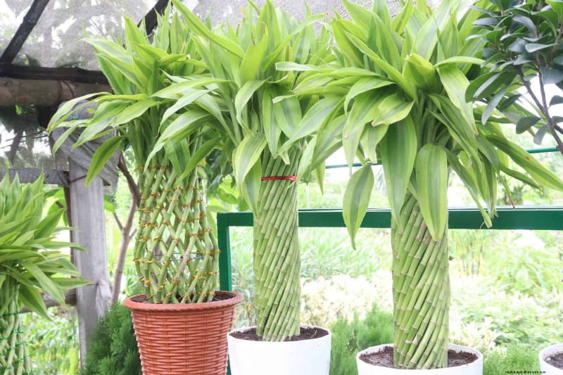 Low-Maintenance Indoor Plants: 23 Easy-Care Options for Busy Gardeners