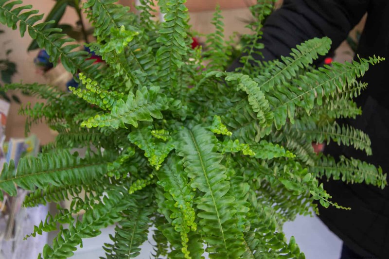 Low-Maintenance Indoor Plants: 23 Easy-Care Options for Busy Gardeners
