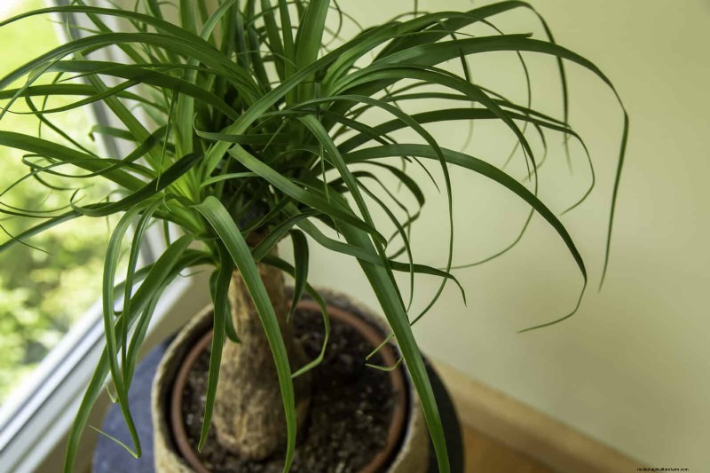 Low-Maintenance Indoor Plants: 23 Easy-Care Options for Busy Gardeners