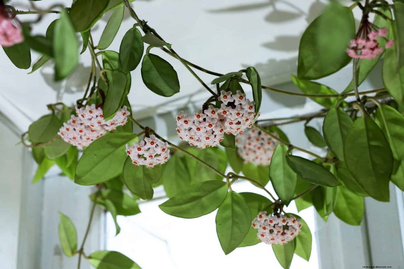 Low-Maintenance Indoor Plants: 23 Easy-Care Options for Busy Gardeners