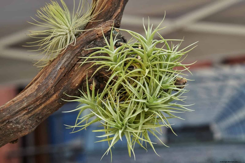 Low-Maintenance Indoor Plants: 23 Easy-Care Options for Busy Gardeners