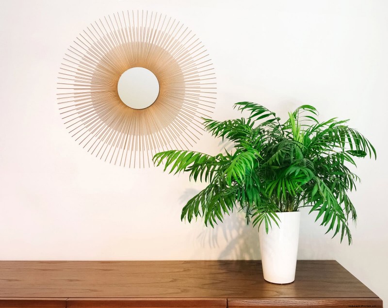 Low-Maintenance Indoor Plants: 23 Easy-Care Options for Busy Gardeners