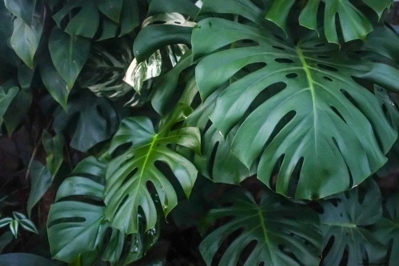 Low-Maintenance Indoor Plants: 23 Easy-Care Options for Busy Gardeners
