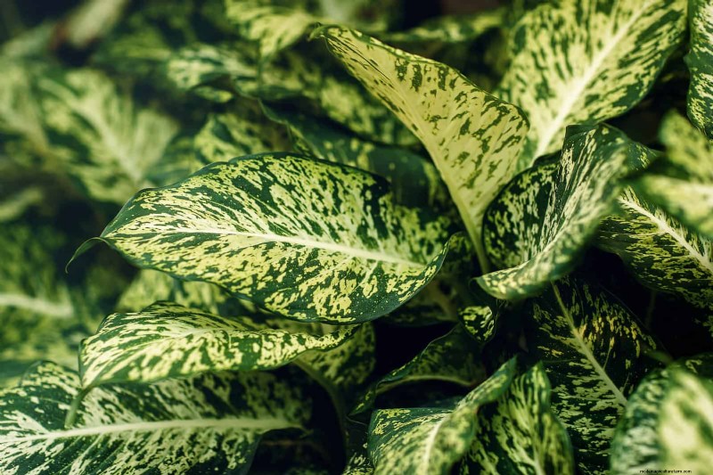 Low-Maintenance Indoor Plants: 23 Easy-Care Options for Busy Gardeners