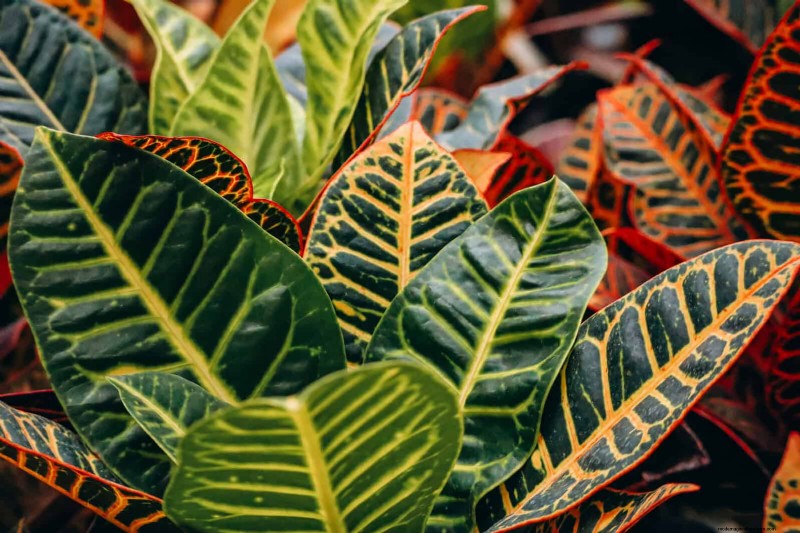 Low-Maintenance Indoor Plants: 23 Easy-Care Options for Busy Gardeners