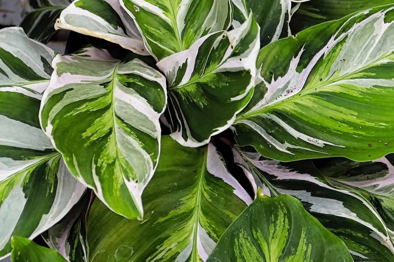 Low-Maintenance Indoor Plants: 23 Easy-Care Options for Busy Gardeners