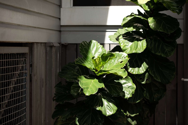 Low-Maintenance Indoor Plants: 23 Easy-Care Options for Busy Gardeners