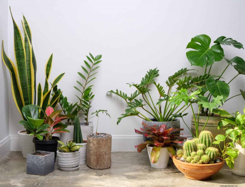 Low-Maintenance Indoor Plants: 23 Easy-Care Options for Busy Gardeners