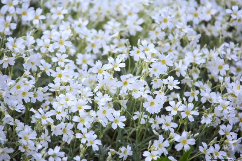 Fast-Growing Groundcover Plants: 25 Varieties for Quick Coverage