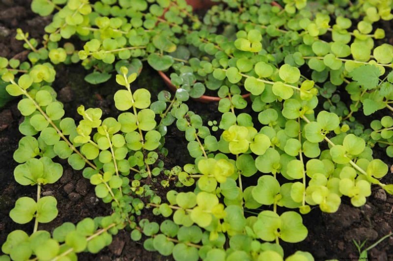 Fast-Growing Groundcover Plants: 25 Varieties for Quick Coverage