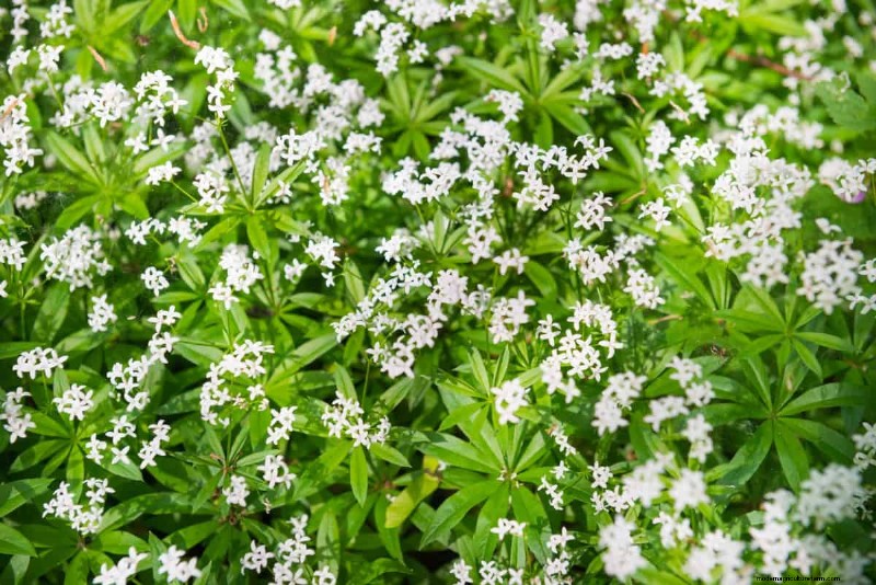 Fast-Growing Groundcover Plants: 25 Varieties for Quick Coverage