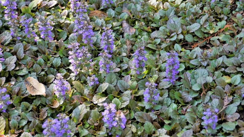 Fast-Growing Groundcover Plants: 25 Varieties for Quick Coverage