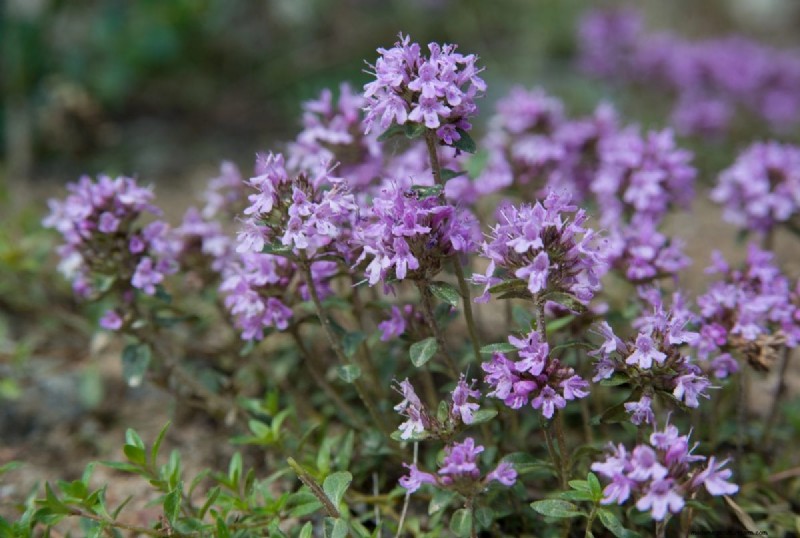 Fast-Growing Groundcover Plants: 25 Varieties for Quick Coverage