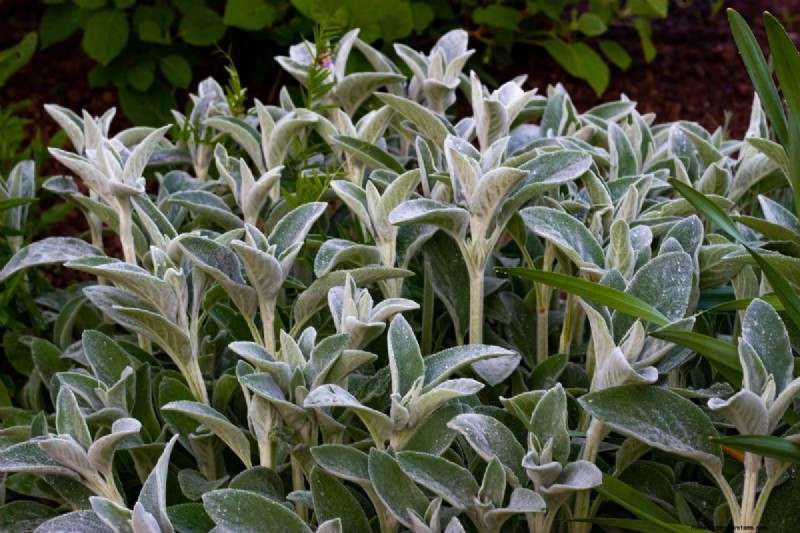 Fast-Growing Groundcover Plants: 25 Varieties for Quick Coverage