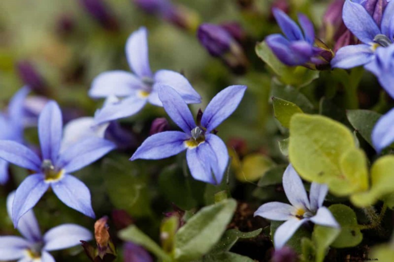 Fast-Growing Groundcover Plants: 25 Varieties for Quick Coverage