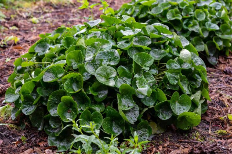 Fast-Growing Groundcover Plants: 25 Varieties for Quick Coverage