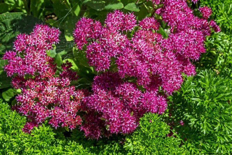 Fast-Growing Groundcover Plants: 25 Varieties for Quick Coverage