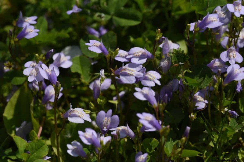 Fast-Growing Groundcover Plants: 25 Varieties for Quick Coverage