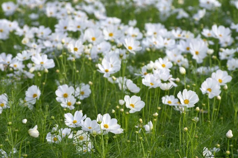 Fast-Growing Groundcover Plants: 25 Varieties for Quick Coverage