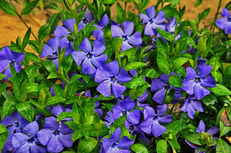 Fast-Growing Groundcover Plants: 25 Varieties for Quick Coverage