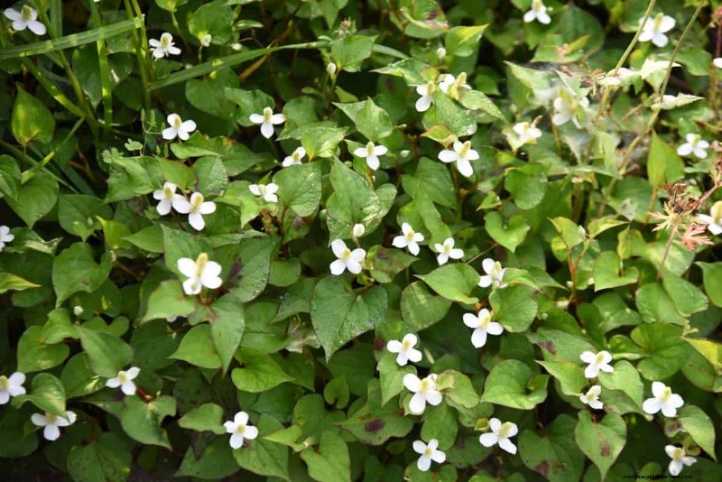 Fast-Growing Groundcover Plants: 25 Varieties for Quick Coverage