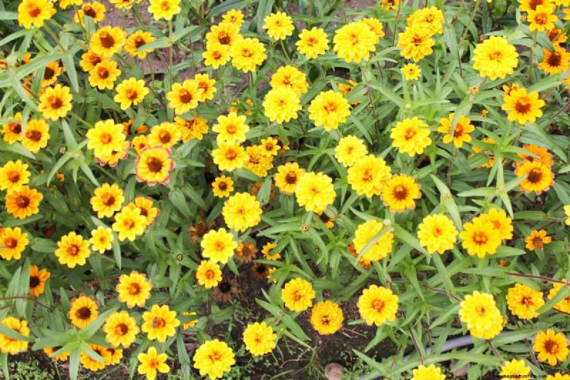 Fast-Growing Groundcover Plants: 25 Varieties for Quick Coverage
