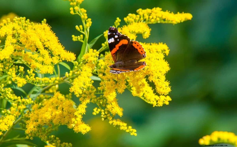 Fast-Growing Groundcover Plants: 25 Varieties for Quick Coverage