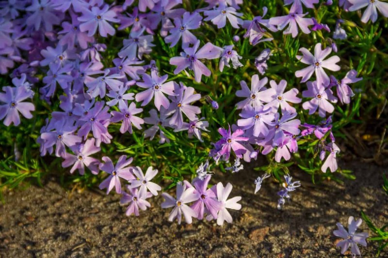 Fast-Growing Groundcover Plants: 25 Varieties for Quick Coverage