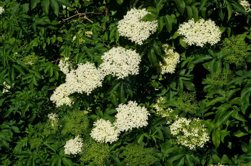 Fast-Growing Groundcover Plants: 25 Varieties for Quick Coverage